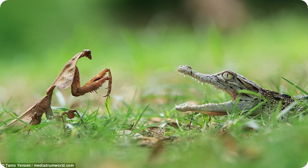 Встреча воинственного богомола и детеныша крокодила