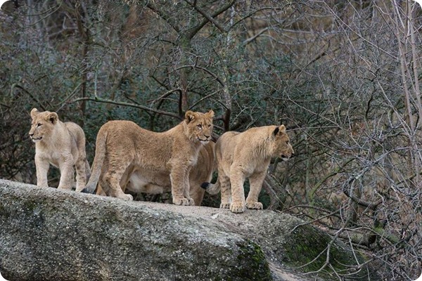 Зоопарк Базеля представил трех подрастающих львят