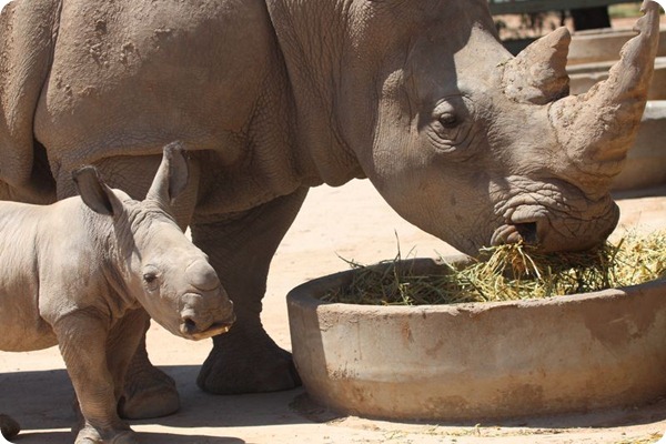 В зоопарке Таронга родился детеныш белого носорога
