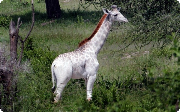 Редкий белый жираф из Национального парка в Танзании 