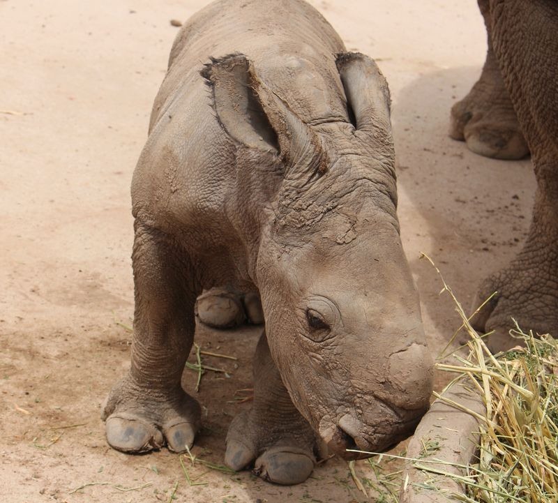 Сколько носорогов родилось в 2002 году. Белый носорог детеныш. Родился детёныш белого носорога. Носороги и их предки.