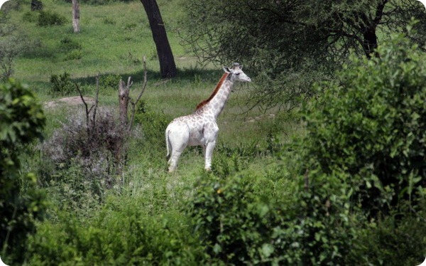 Редкий белый жираф из Национального парка в Танзании 