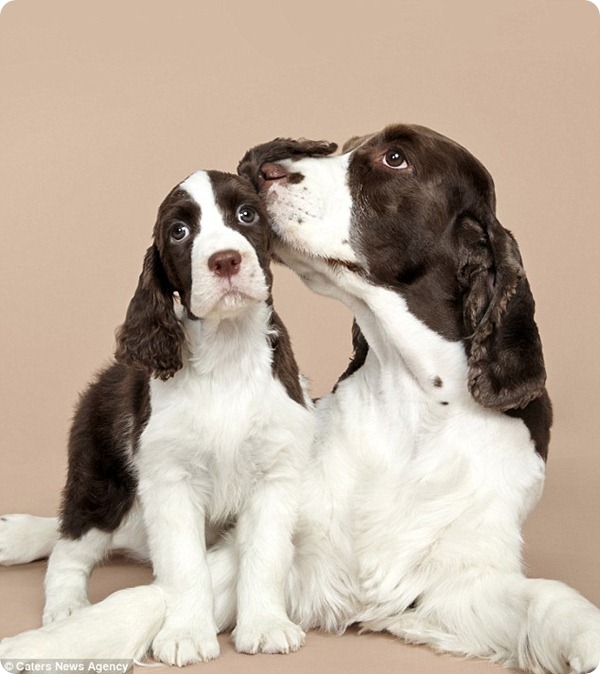 Проект Шайны Фриман «Между двумя собаками»