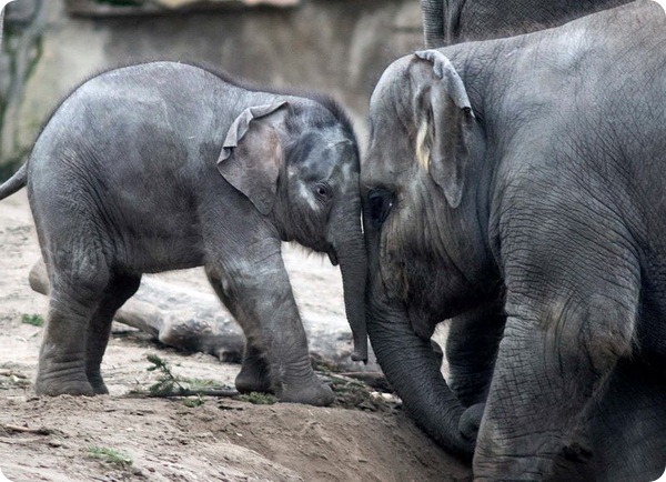 В зоопарке Берлина подрастает детеныш азиатского слона