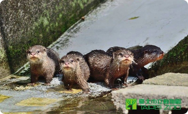 В зоопарке Тайбэя подрастают пять новых выдрят