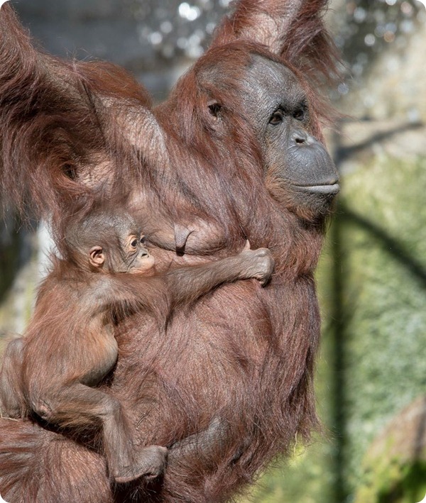 В зоопарке Тампы родилось два детеныша орангутанга