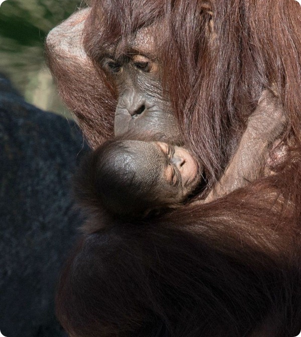 В зоопарке Тампы родилось два детеныша орангутанга