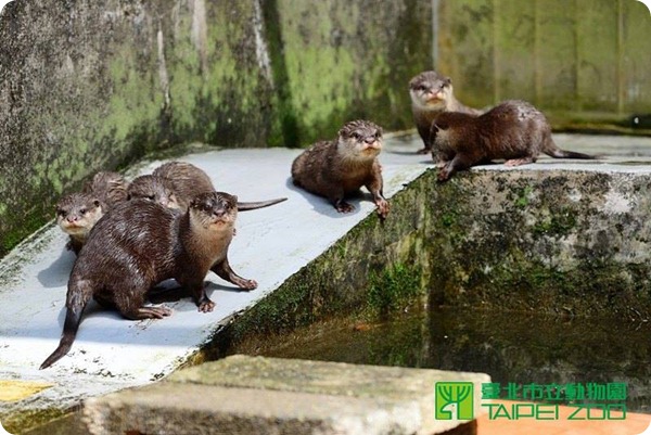 В зоопарке Тайбэя подрастают пять новых выдрят