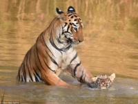 Тигрица и детеныш из заповедника Тадоба-Андхари