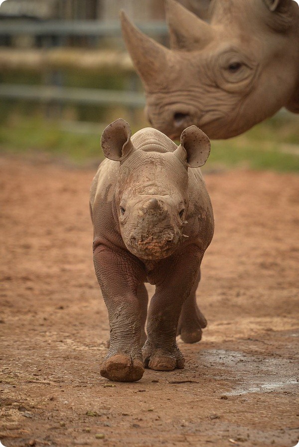 Зоопарк Честера представил детеныша чёрного носорога
