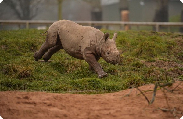 Зоопарк Честера представил детеныша чёрного носорога