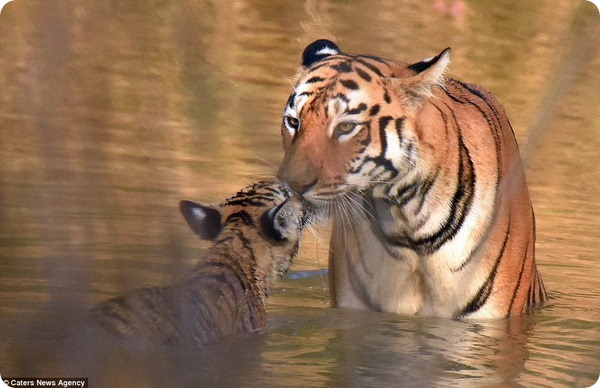 Тигрица и детеныш из заповедника Тадоба-Андхари