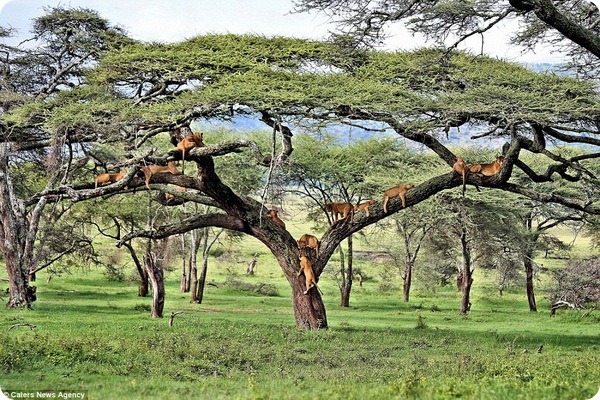 Львиное дерево в Центральном Серенгети в Танзании