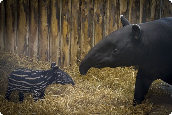 В зоопарке Эдинбурга родился детеныш чепрачного тапира