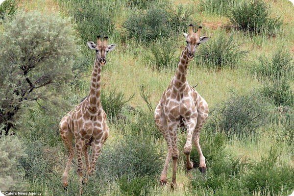 Бегущие жирафы от фотографа Шарлин Баккиони