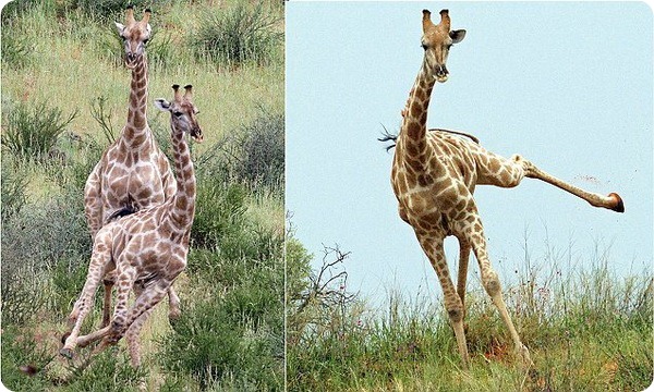 Бегущие жирафы от фотографа Шарлин Баккиони