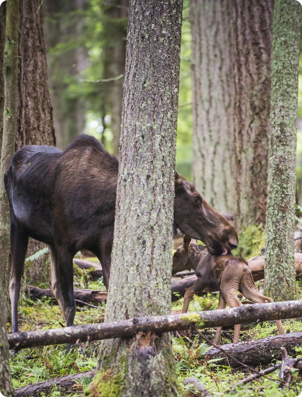 Парк дикой природы Northwest Trek: знакомство с лосями