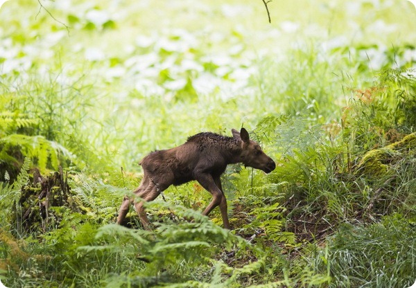 Парк дикой природы Northwest Trek: знакомство с лосями