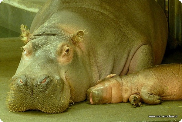 Зоопарк Вроцлава представил нового детеныша бегемота