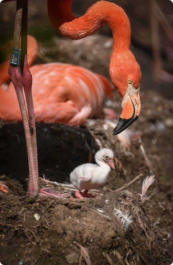 В зоопарке Честера вылупились птенцы фламинго