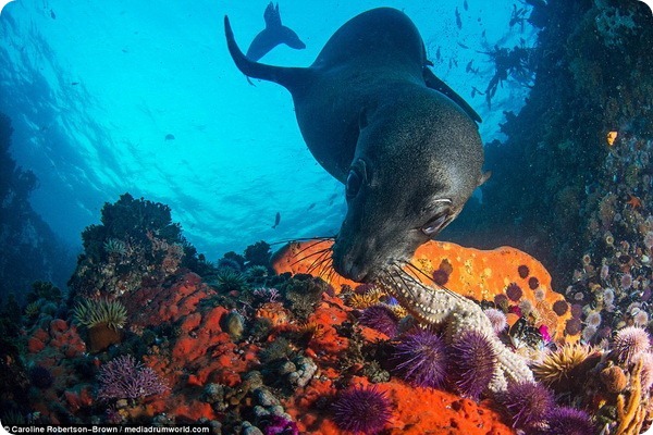 Морской котик играет со звездой у берегов Южной Африки