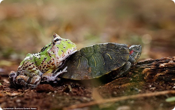 Как лягушка-лентяйка решила прокатиться на черепахе