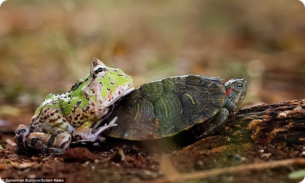Как лягушка-лентяйка решила прокатиться на черепахе