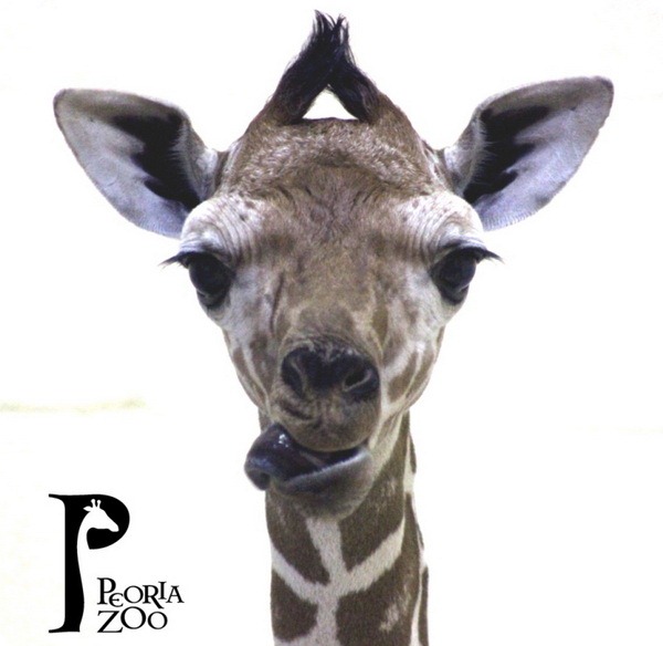 Детеныш сетчатого жирафа из зоопарка Пеории