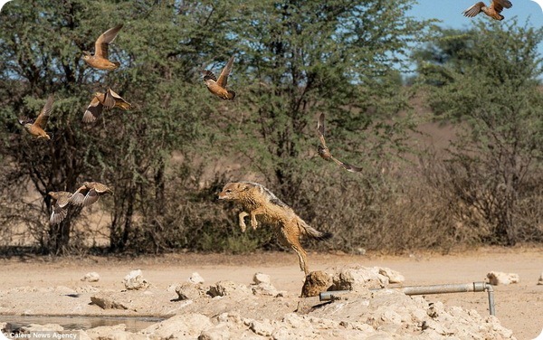 Шакал охотится на птиц у водопоя в заповеднике Кгалагади