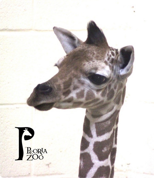 Детеныш сетчатого жирафа из зоопарка Пеории