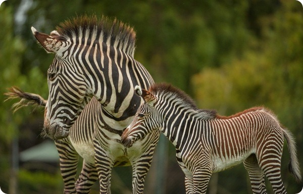 Детеныш зебры Греви из зоопарка Честера