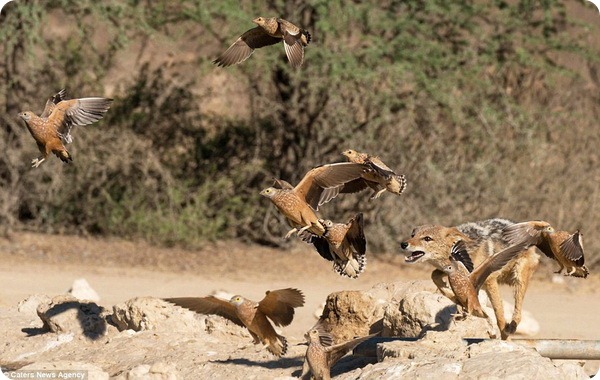 Шакал охотится на птиц у водопоя в заповеднике Кгалагади