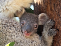Детеныш коалы из австралийского зоопарка Таронга
