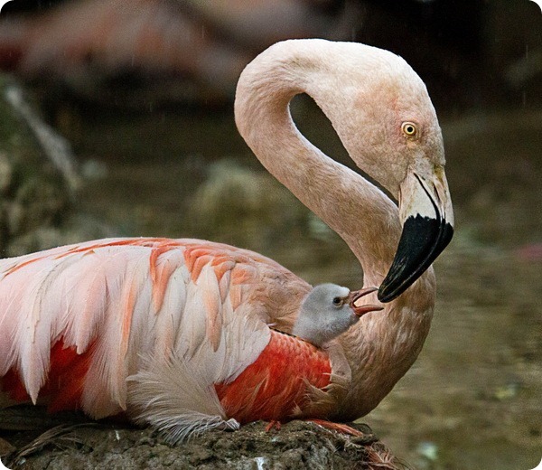 В зоопарке Эдинбурга вылупились два птенца фламинго