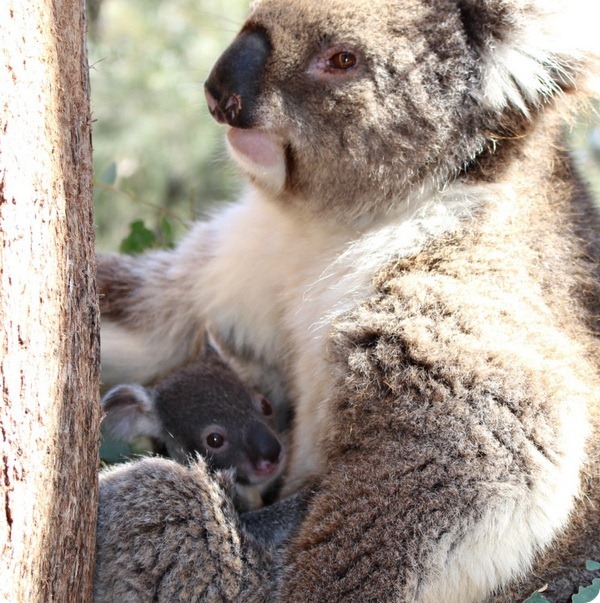 Детеныш коалы из австралийского зоопарка Таронга