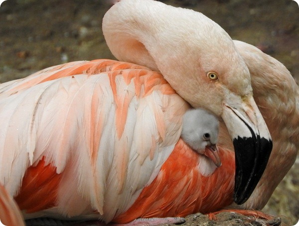 В зоопарке Эдинбурга вылупились два птенца фламинго