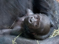 Детеныш западной гориллы из зоопарка Филадельфии