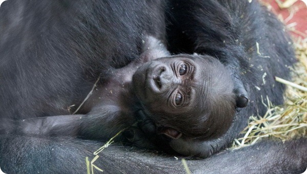 Детеныш западной гориллы из зоопарка Филадельфии 