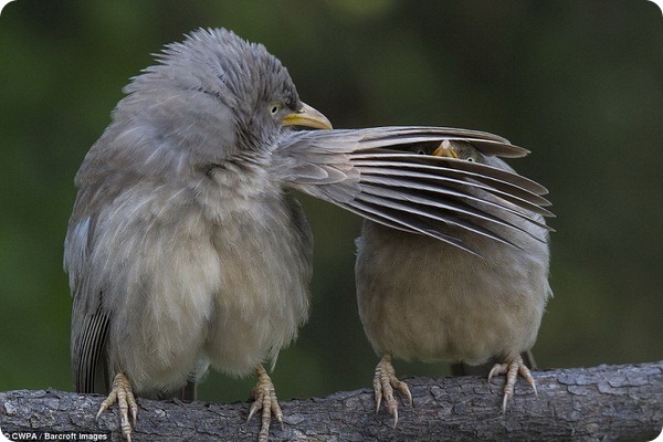 Конкурс Comedy Wildlife Photography Awards 2016