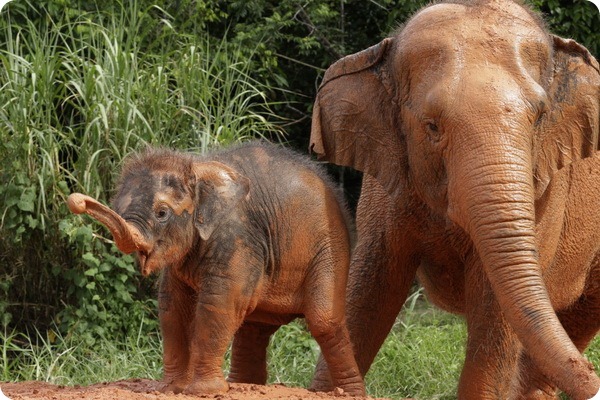 Азиатскому слоненку из зоопарка Сингапура дали имя