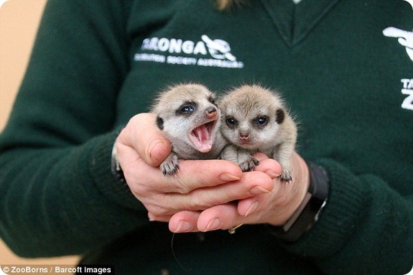 Австралийский зоопарк представил двух детенышей суриката