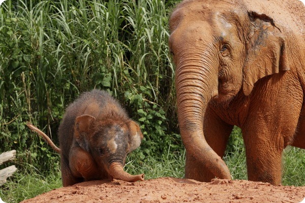 Азиатскому слоненку из зоопарка Сингапура дали имя