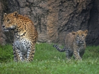 Биопарк Валенсия представил детеныша цейлонского леопарда