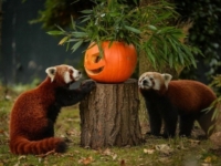 Хэллоуин в зоопарках мира 2016