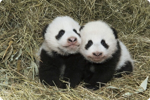 Детенышам большой панды из зоопарка Вены дали имена