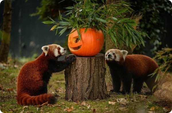 Хэллоуин в зоопарках мира 2016