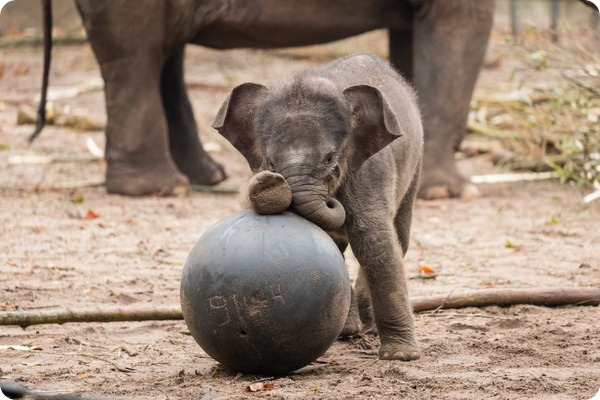 Зоопарк Амстердама представил нового азиатского слоненка