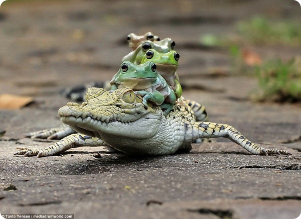 Бесстрашные лягушки и кайман от фотографа Танто Йенсена