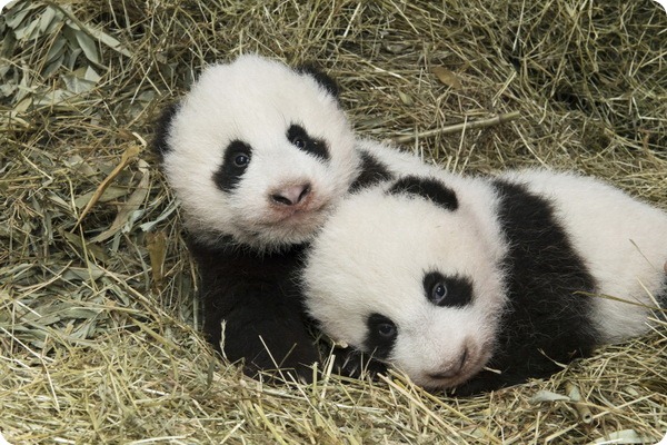 Детенышам большой панды из зоопарка Вены дали имена