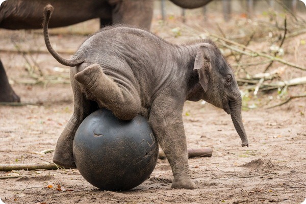 Зоопарк Амстердама представил нового азиатского слоненка